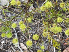 Opercularia vaginata