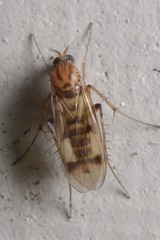 Anomalomyia guttata