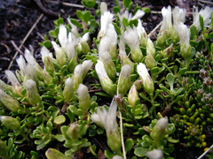 Baccharis magellanica