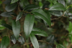 Diospyros pentamera