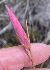Johnsonia teretifolia