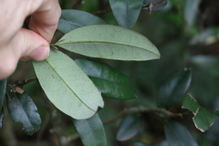Diospyros pentamera