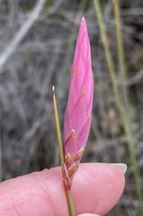 Johnsonia teretifolia