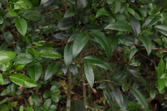Diospyros pentamera
