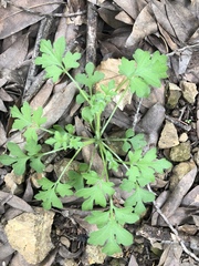 Nemophila parviflora