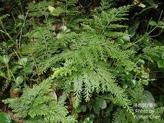 Selaginella involvens