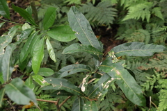 Cryptocarya obovata