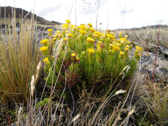 Senecio tricuspidatus