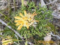 Petrophile rigida