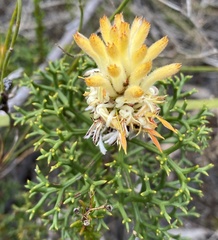 Petrophile rigida