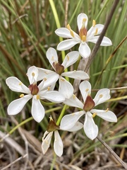 Burchardia congesta