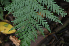 Parapolystichum microsorum