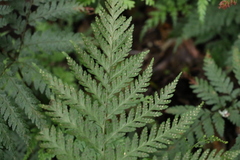 Parapolystichum microsorum