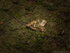 Aeolostoma scutiferana