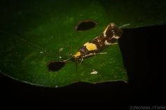 Epithymema helias
