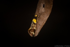 Epithymema helias