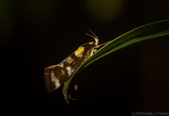 Epithymema helias