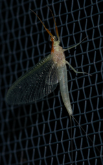 Anthopotamus neglectus