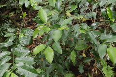 Daphnandra apatela