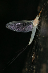 Anthopotamus neglectus