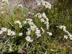 Pseudoselago ascendens