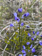 Comesperma volubile