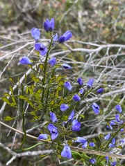 Comesperma volubile