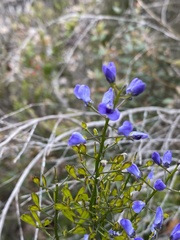 Comesperma volubile