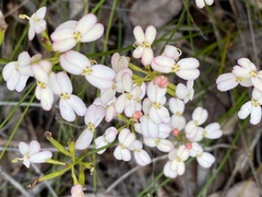 Stylidium junceum