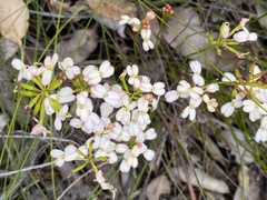 Stylidium junceum