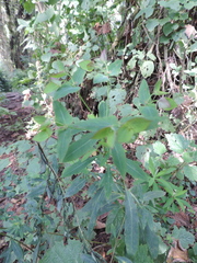 Euphorbia schimperiana