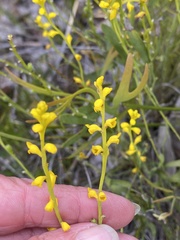 Synaphea obtusata
