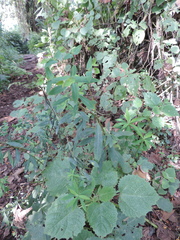 Euphorbia schimperiana