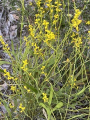 Synaphea obtusata