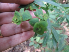 Euphorbia schimperiana
