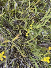 Synaphea obtusata