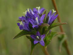 Campanula glomerata glomerata