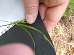 Scleria oligantha