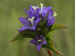 Campanula glomerata glomerata