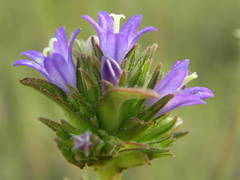 Campanula glomerata glomerata