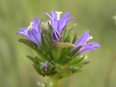 Campanula glomerata glomerata
