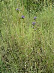 Campanula glomerata glomerata