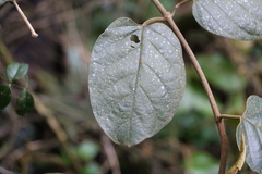 Parsonsia fulva