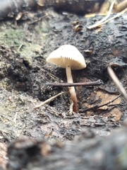 Mycena galericulata