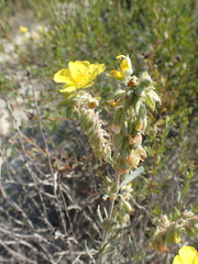 Helianthemum syriacum