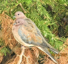 Streptopelia senegalensis