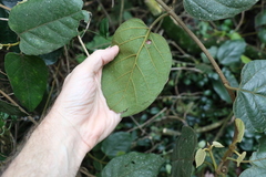 Parsonsia fulva
