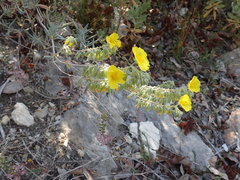 Helianthemum syriacum