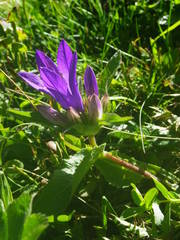 Campanula glomerata glomerata