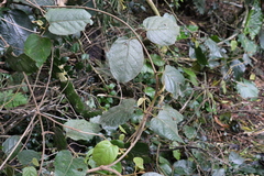 Parsonsia fulva